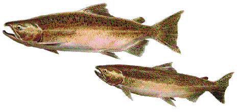 American River #7 Chinook/King Salmon